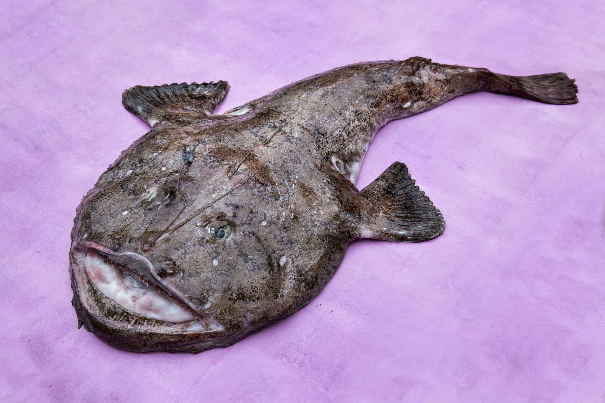 La Lotte Poissons Coquillages Crustaces La Lotte Poissons Coquillages Crustaces