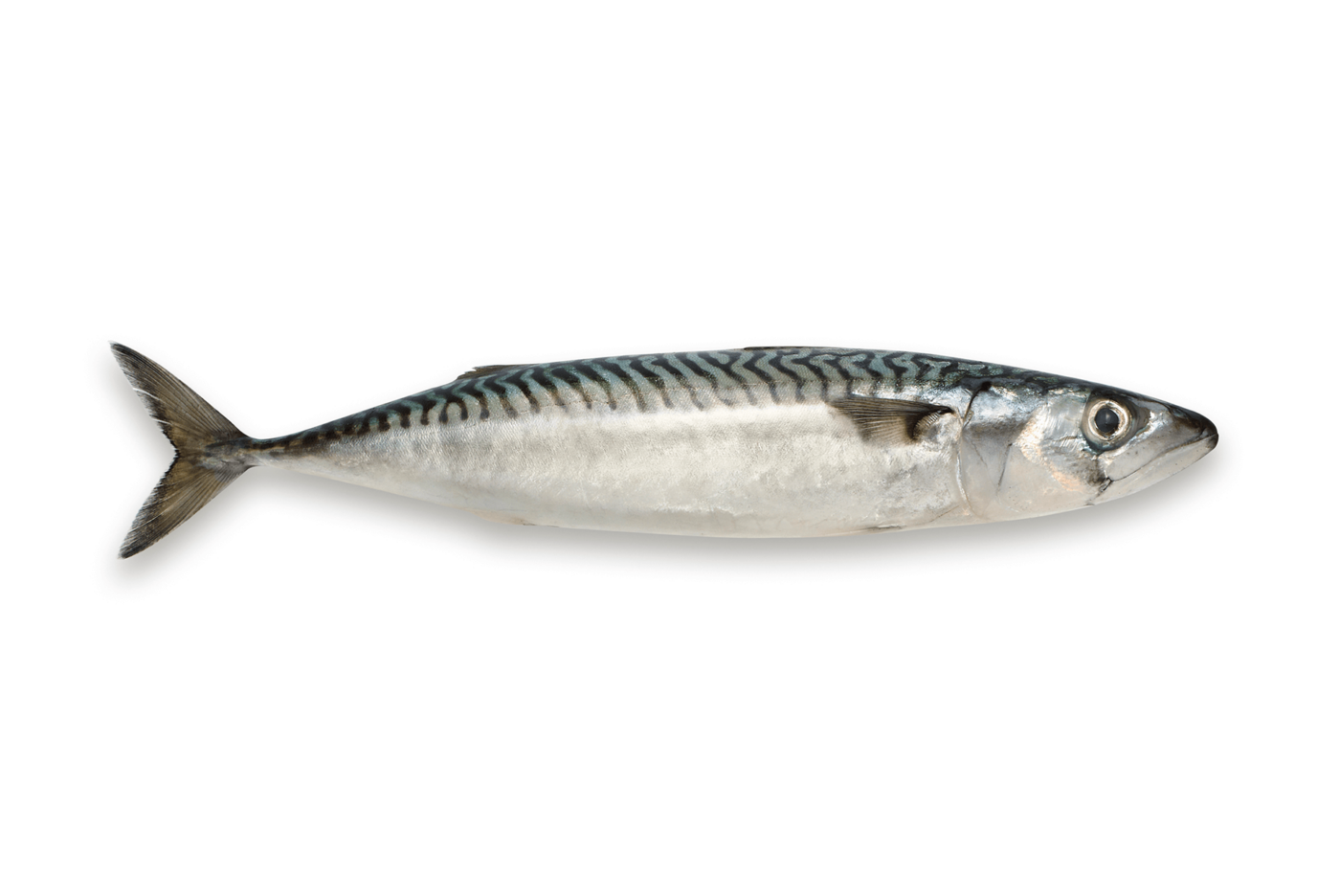 Le Maquereau Poissons Coquillages Crustac s le-maquereau-poissons-coquillages-crustac-s