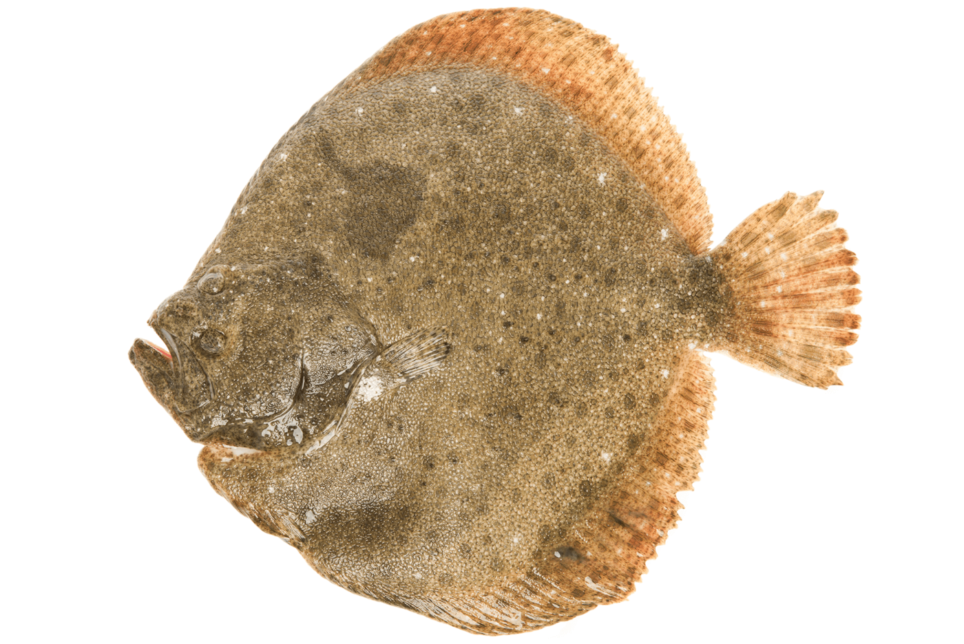 Le turbot • Poissons Coquillages Crustacés