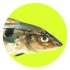 rond-eglefin rond-eglefin
